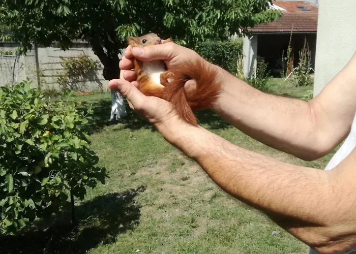 Champagne Frühstückspension